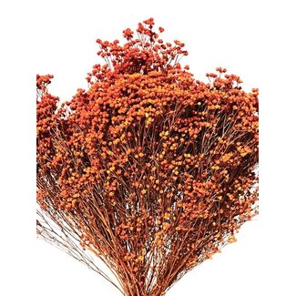 17" Orange Broom Bloom Pic
