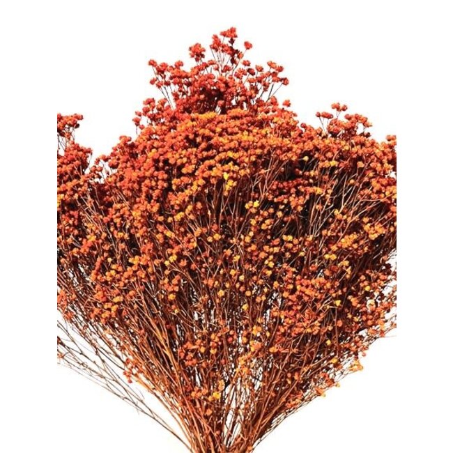 17" Orange Broom Bloom Pic