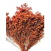 17" Orange Broom Bloom Pic