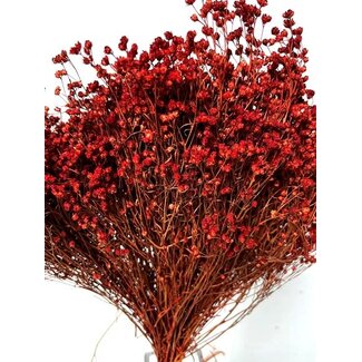 17" Red Broom Bloom Pic