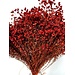 17" Red Broom Bloom Pic