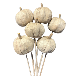 3" Beige Pumpkin Pic