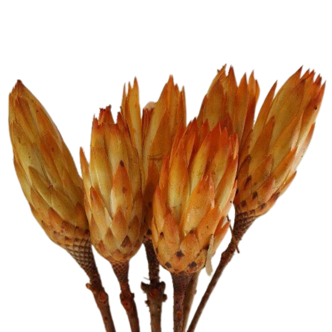 10" Orange Protea Flower Pic
