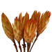 10" Orange Protea Flower Pic
