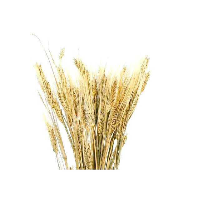 28" Natural Wheat