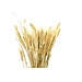 28" Natural Wheat