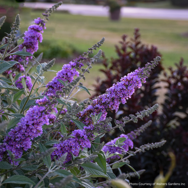Butterfly Bush - Lavender Cupcake 2 Gal