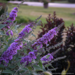 Butterfly Bush - Lavender Cupcake 2 Gal