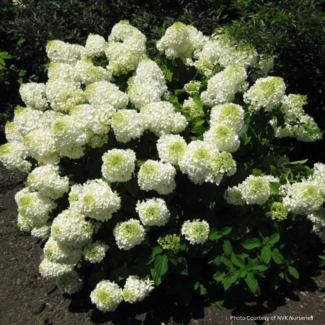 Hydrangea - Bombshell 3 Gal