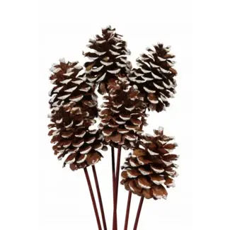 White Tipped Large 6 Stem Pinecones