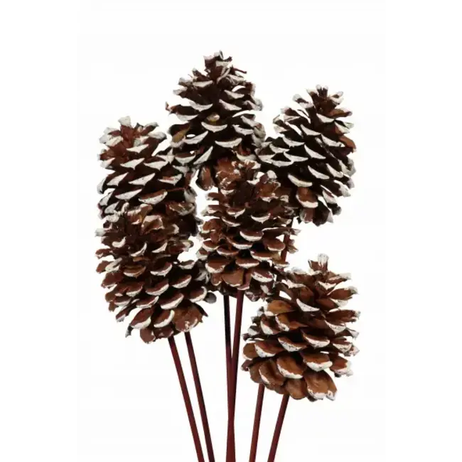 White Tipped Large 6 Stem Pinecones