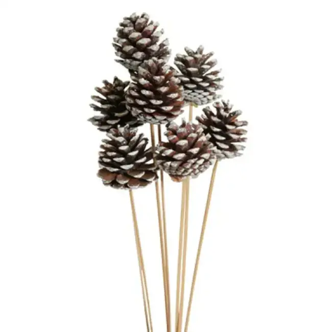 White Tipped 5 Stem Pinecones