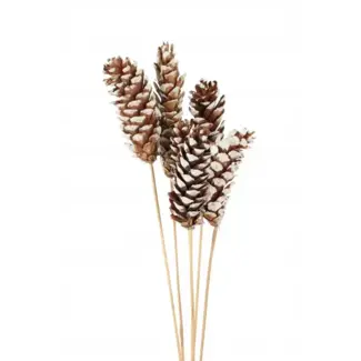 White Tip Strobus 6 Stem Pinecones