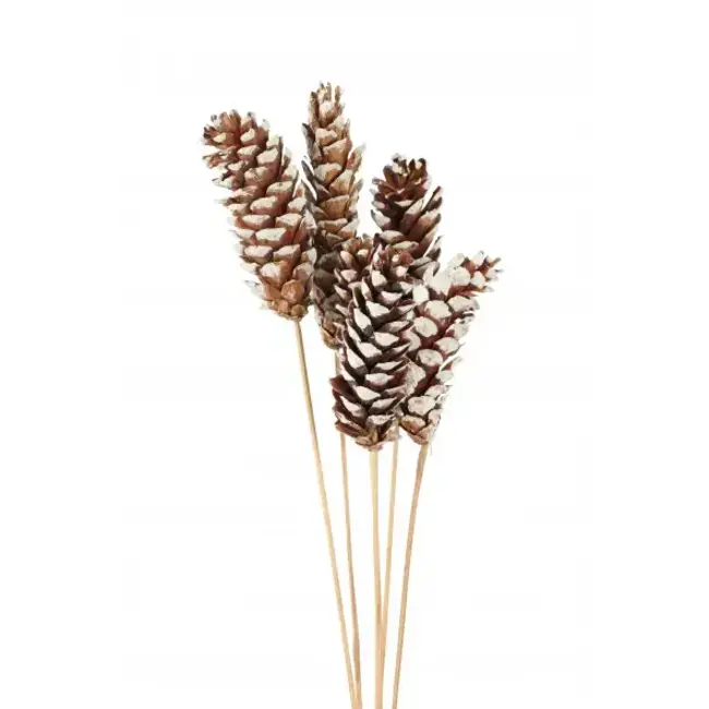 White Tip Strobus 6 Stem Pinecones