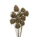 Champagne Glitter 10 Stem Pinecones