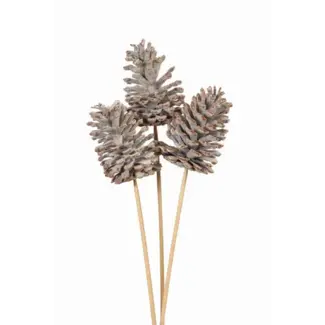 Snow 3 Stem Large Pinecones