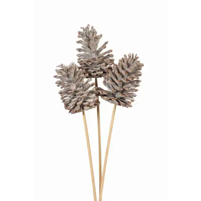 Snow 3 Stem Large Pinecones