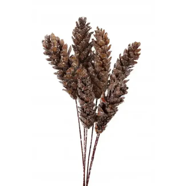 Snow 6 Stem Strobus Pinecones