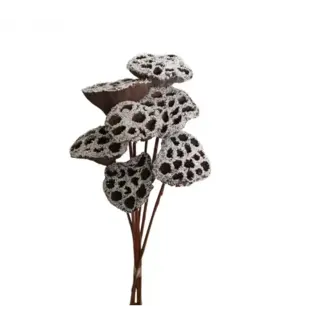Snow 7 Stem Lotus Pods
