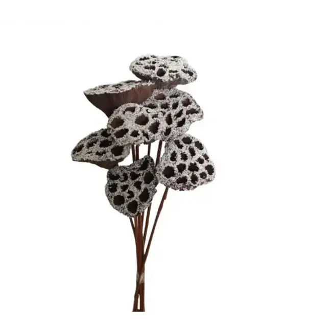 Snow 7 Stem Lotus Pods