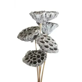 White Wash 7 Stem Lotus Pods