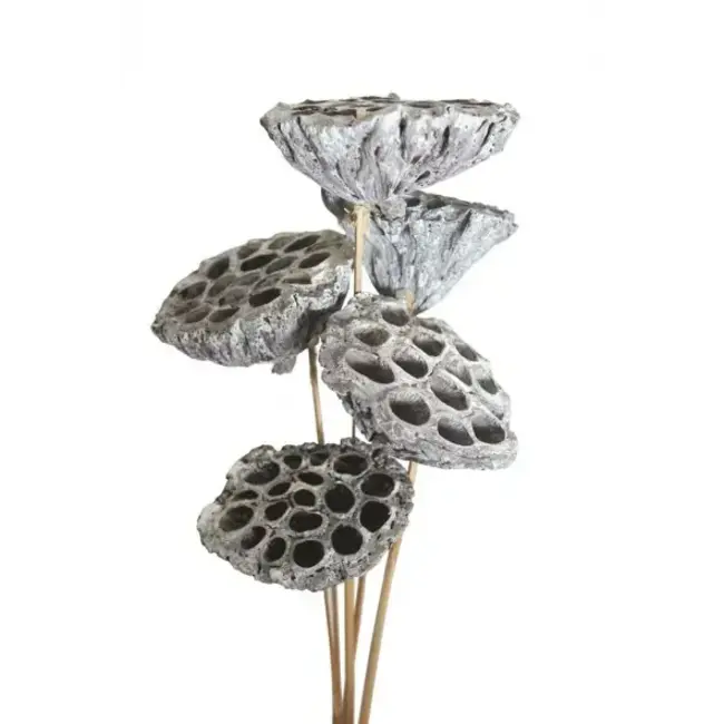White Wash 7 Stem Lotus Pods