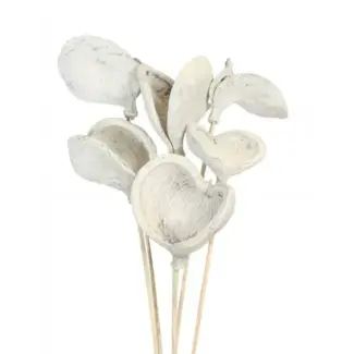 White Wash 6 Stem Badam