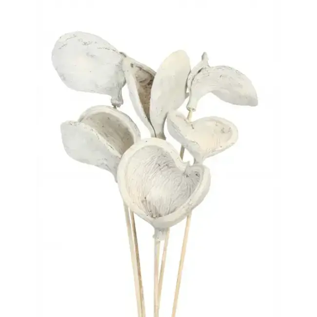 White Wash 6 Stem Badam