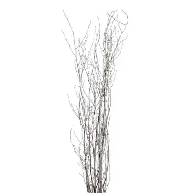 White Wash 5 Stem Birch Branches