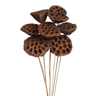 Natural 7 Stem Lotus Pods