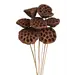 Natural 7 Stem Lotus Pods