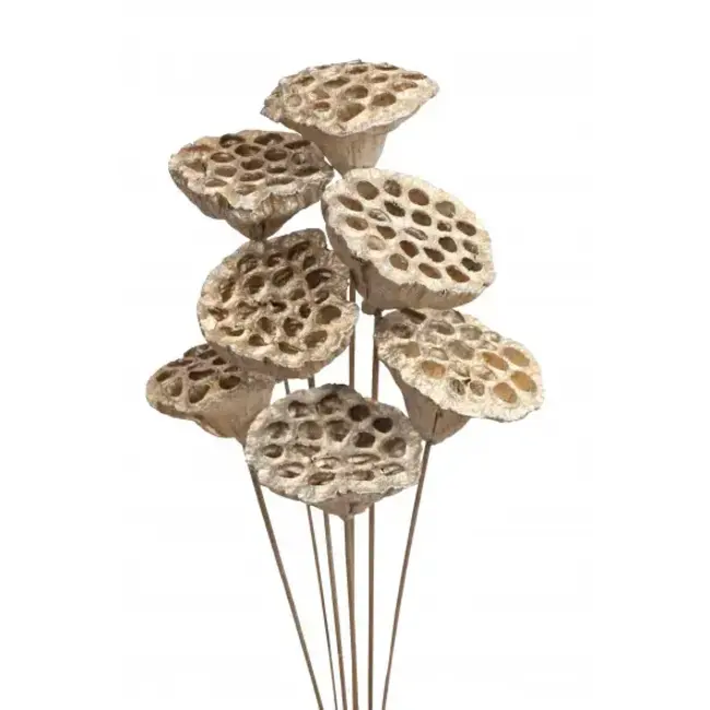 Champagne Metallic 7 Stem Lotus Pods