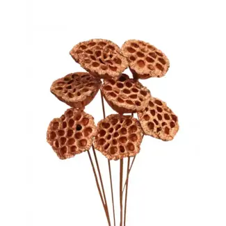 Copper Metallic 7 Stem Lotus Pods