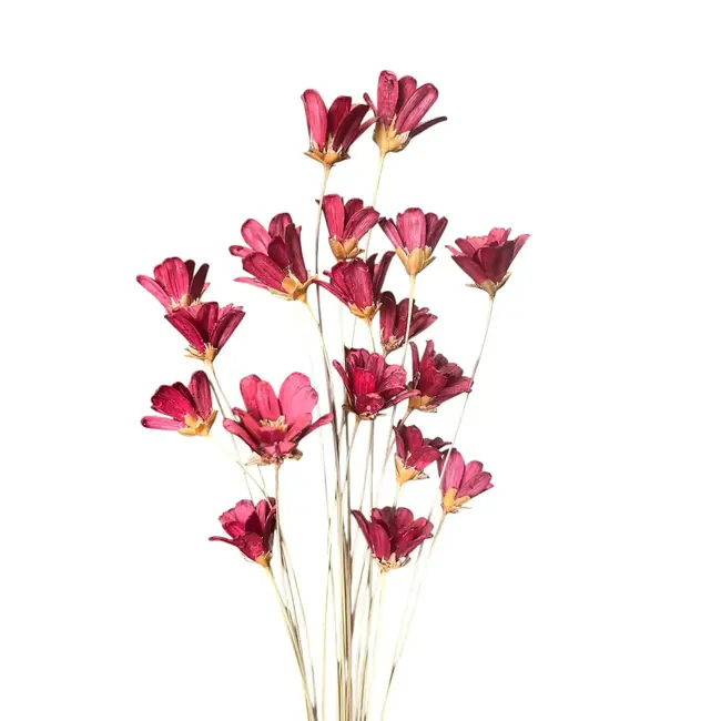 Red Wildflower