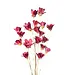 Red Wildflower