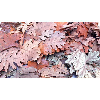 Preserved Oak Leaves