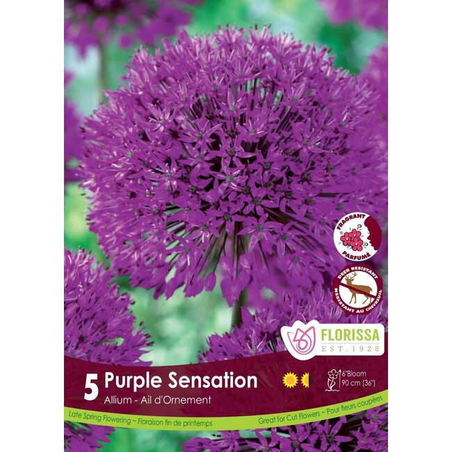 Allium - Purple Sensation
