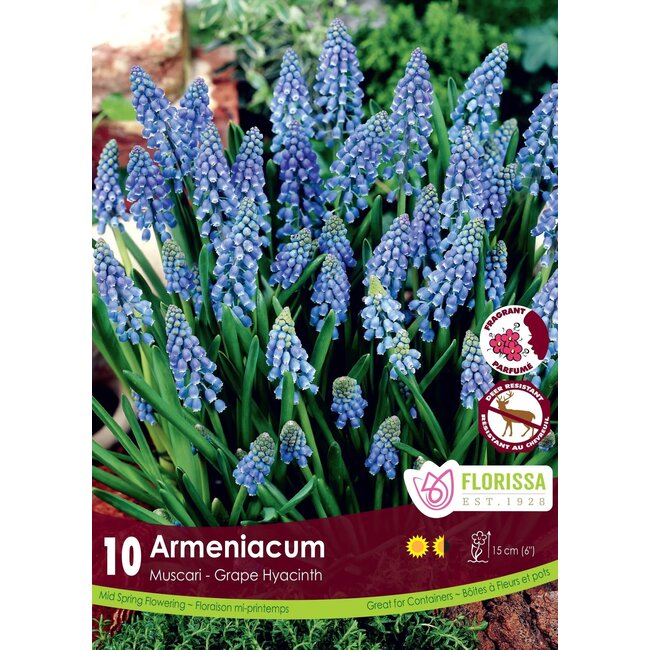 Muscari - Armeniacum