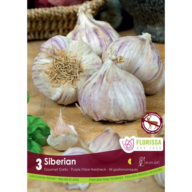 Garlic - Siberian
