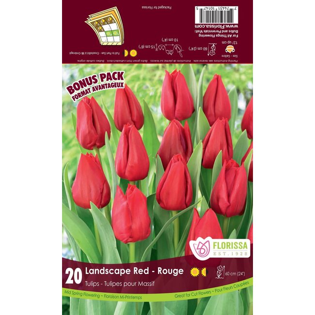 Tulip - Landscape Red