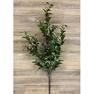 26" Golden Euonymus Pick
