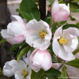 Crabapple - Rinki 200cm 15 Gal