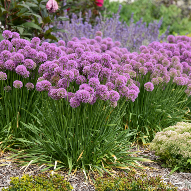 Allium Ornamental Onion - Serendipity 8"