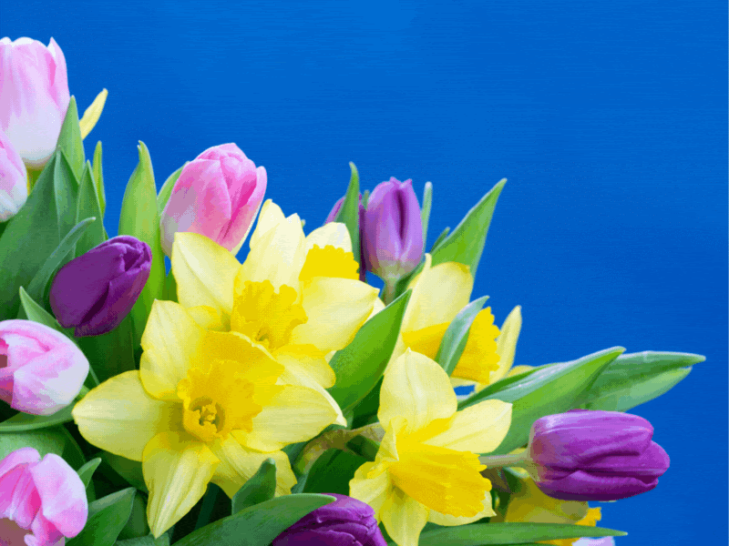 Think Spring – Plant Your Fall Bulbs Now!