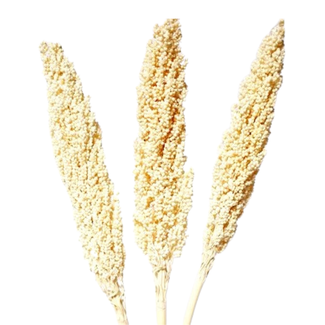 24" Bleached Indian Corn Pick