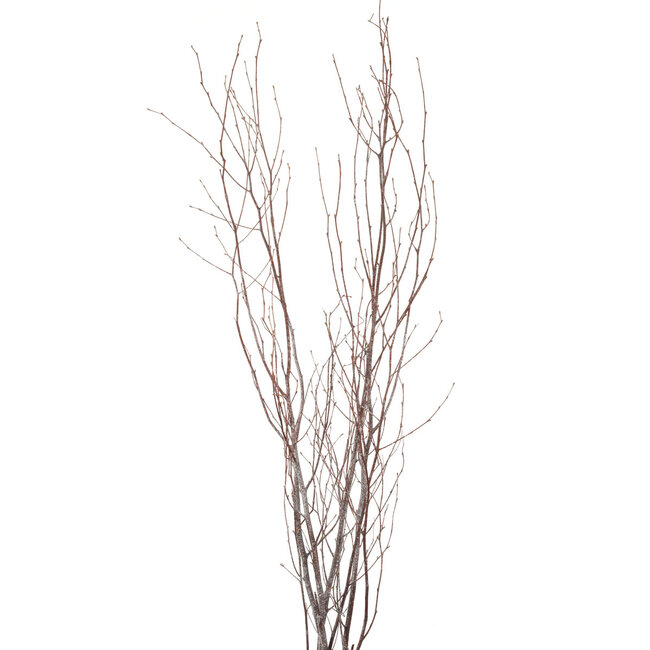 4' Frosted Glitter Birch Branches