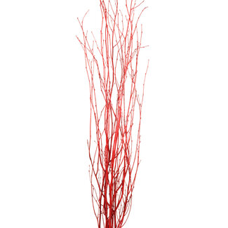 4' Red Gloss Birch Branches