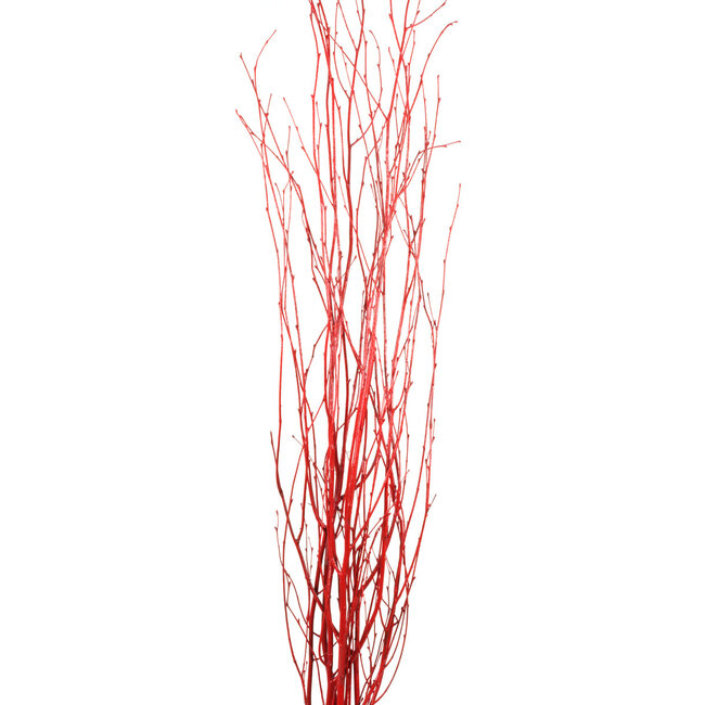 4' Red Gloss Birch Branches
