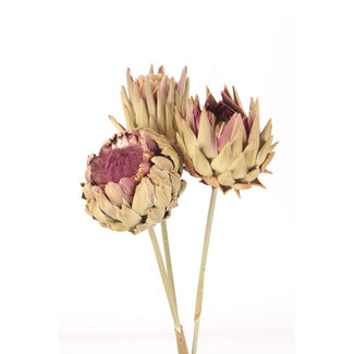 Cardonni Thistle Large