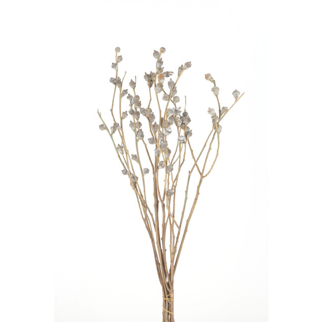 Eucalyptus Pod Branch